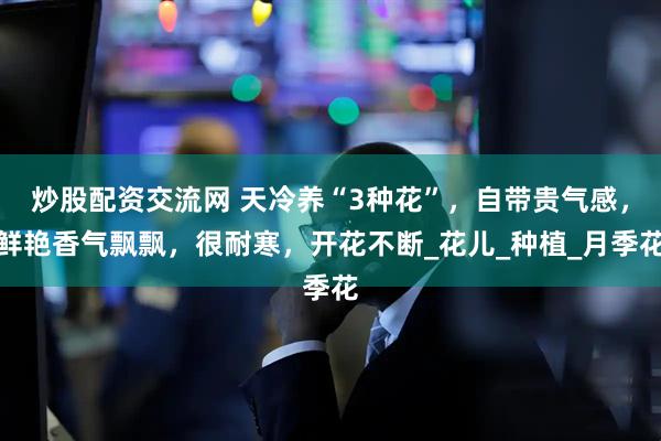 炒股配资交流网 天冷养“3种花”,自带贵气感,鲜艳香气飘飘,很耐寒,开花不断_花儿_种植_月季花